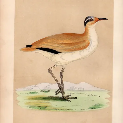 Courser Rev Morris Antique History of British Birds 170 Years-Old Engraving.