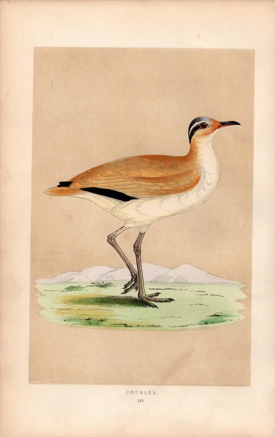 Courser Rev Morris Antique History of British Birds 170 Years-Old Engraving.