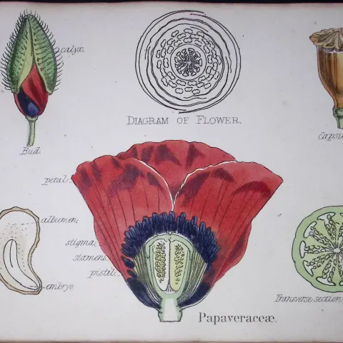 Poppy Botanical Flower Diagram Rare Antique First Edition Illustration-5
