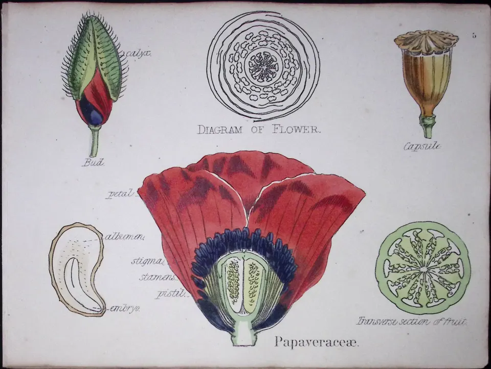 Poppy Botanical Flower Diagram Rare Antique First Edition Illustration-5