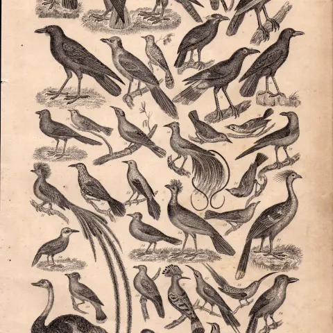 Victorian Birds 37 Species Antique Oliver Goldsmith Engravings XV.
