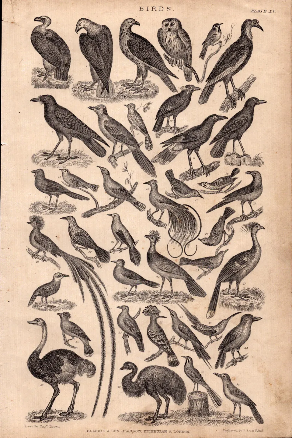 Victorian Birds 37 Species Antique Oliver Goldsmith Engravings XV.