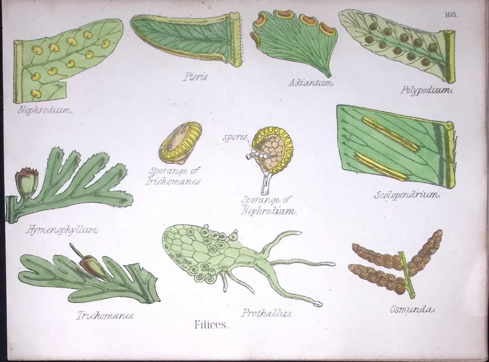 The Fern Family Botanical Flower Diagram Rare Antique First Edition Illustration-103