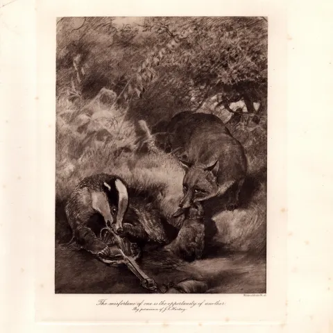 The Fox & Badger Rare Limited-Edition Antique JG Millais Print-72.