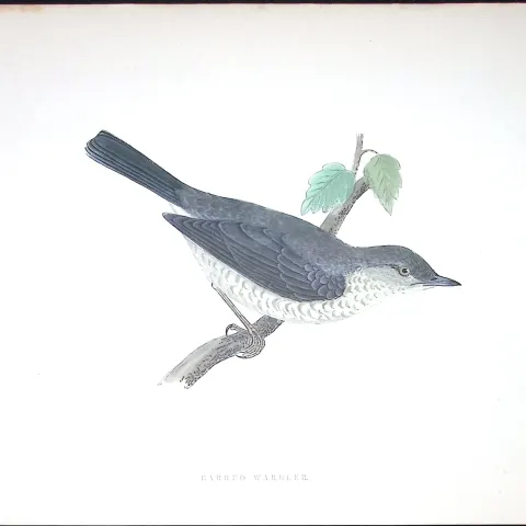 Barred Warbler Rev Morris Antique History of British Birds 130 Years-Old Engraving-118