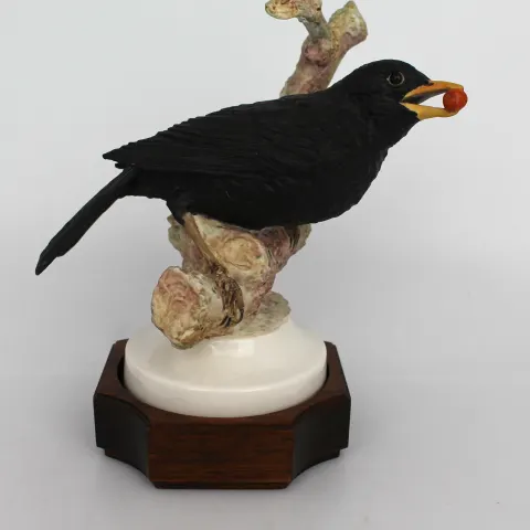 Albany Blackbird by David Burnham Smith