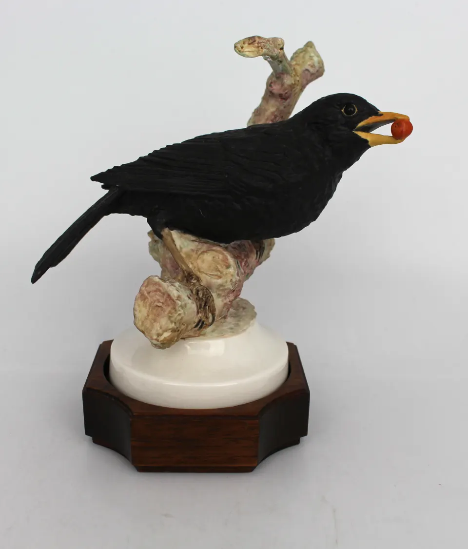 Albany Blackbird by David Burnham Smith