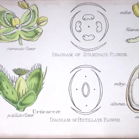 The Nettle Family Botanical Flower Diagram Rare Antique First Edition Illustration-79