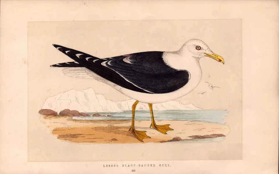 Lesser Black-Backed Gull Rev Morris Antique History of British Birds Engraving.
