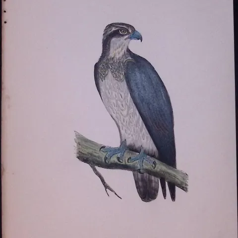 Osprey Rev Morris Antique History of British Birds 130 Years-Old Engraving-16