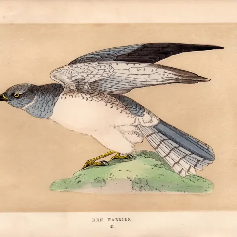 Hen Harrier Rev Morris Antique History of British Birds Engraving.