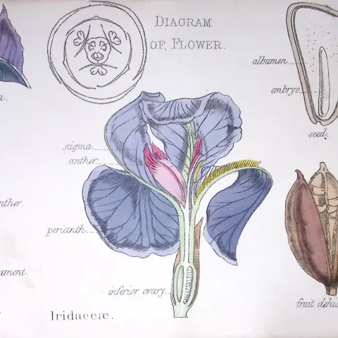 Iris Family  Botanical Flower Diagram Rare Antique First Edition Illustration-94