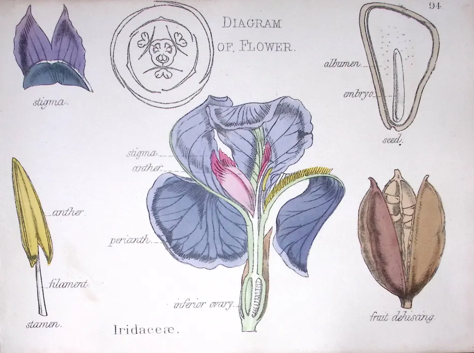 Iris Family  Botanical Flower Diagram Rare Antique First Edition Illustration-94