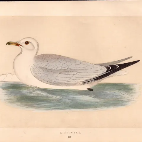 Kittiwake Rev Morris Antique 1857 History of British Birds Engraving.