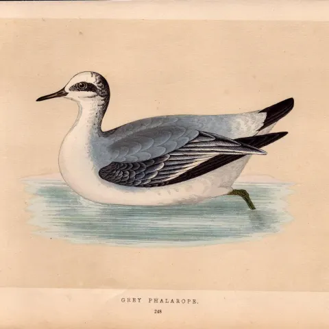 Grey Phalarope Rev Morris Antique History of British Birds Engraving.