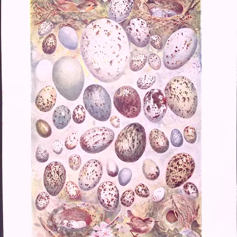 The Eggs And Nests British Birds Antique Double-Sided Colour Plate-64