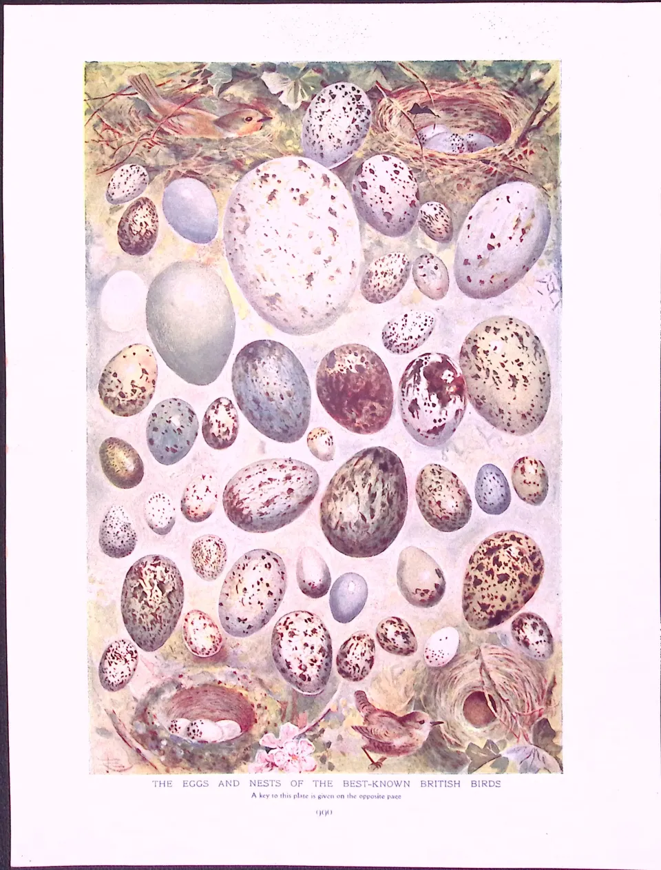 The Eggs And Nests British Birds Antique Double-Sided Colour Plate-64