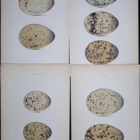 The Gull Family Species-William Hewitson Joblot of Antique  Hand-Coloured lithographs-12
