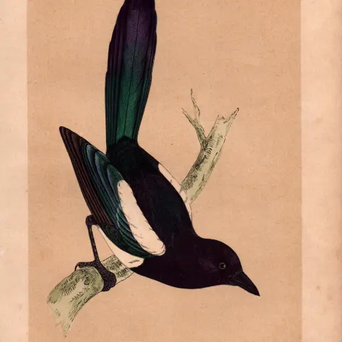 Magpie Rev Morris Antique History of British Birds Engraving.