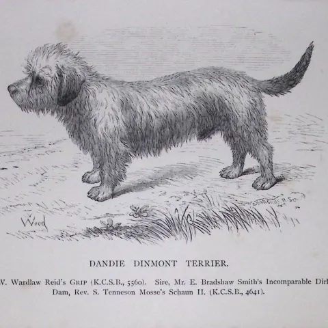 Dandie Dinmont Terrier British Dogs by Hugh Dalziel 1889 Antique Book Plate-56