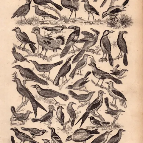 Victorian Birds 50 Species Antique Oliver Goldsmith Engravings XVII.