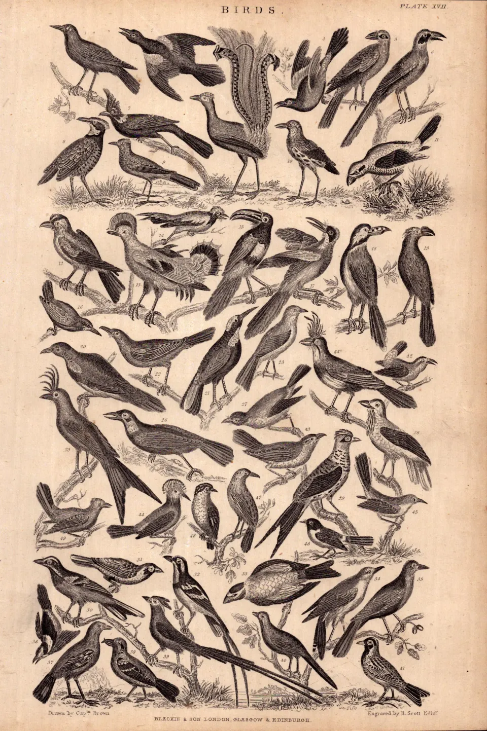 Victorian Birds 50 Species Antique Oliver Goldsmith Engravings XVII.
