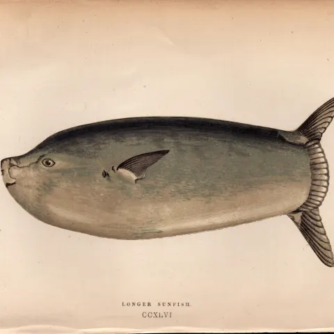 Longer Sunfish Antique Johnathan Couch Fish Coloured Engraving.