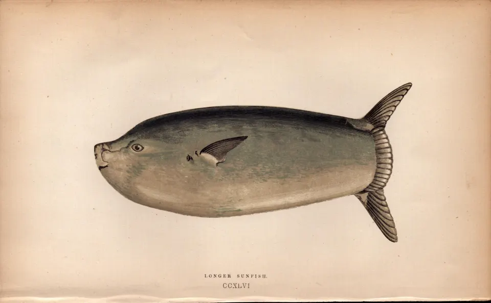 Longer Sunfish Antique Johnathan Couch Fish Coloured Engraving.
