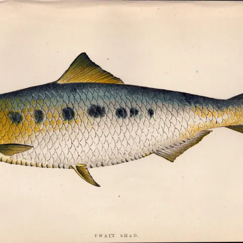 Twait Shad 1869 Antique Johnathan Couch Coloured Fish Engraving.