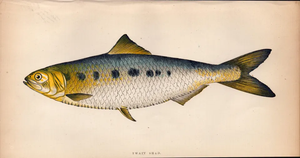 Twait Shad 1869 Antique Johnathan Couch Coloured Fish Engraving.