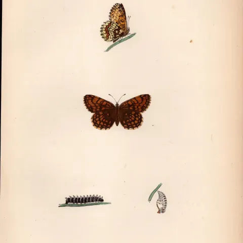 Pearl Bordered Likeness Fritillary Antique Butterfly Plate Rev Morris-128.