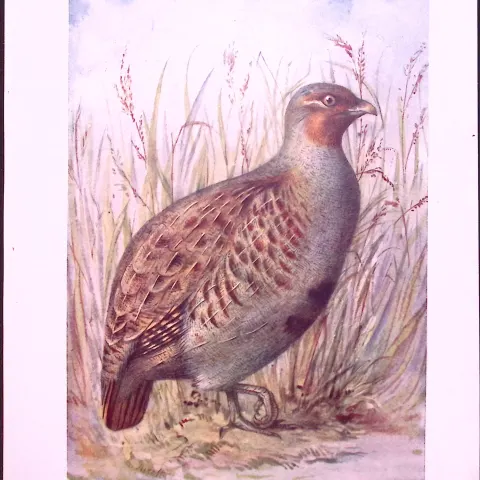 Grey Partridge & Dove Birds Antique 115-Year-Old Double-Sided Colour Plate-2