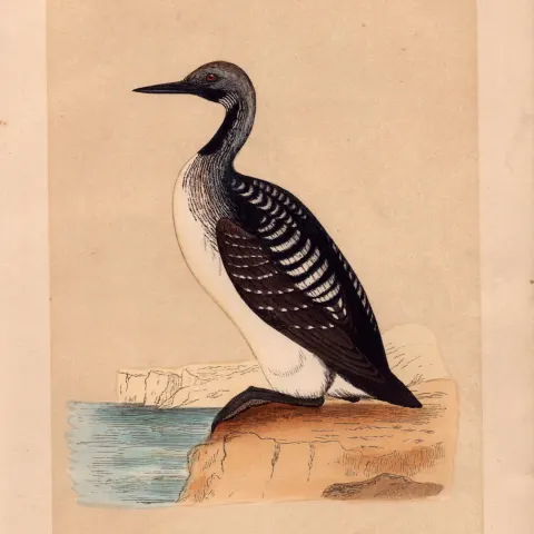 Black Throated Diver Rev Morris Antique History of British Birds Engraving.