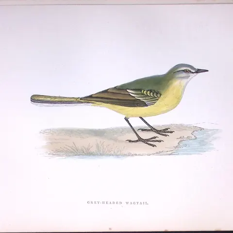 Grey Headed Wagtail Rev Morris Antique History of British Birds 130 Years-Old Engraving-167