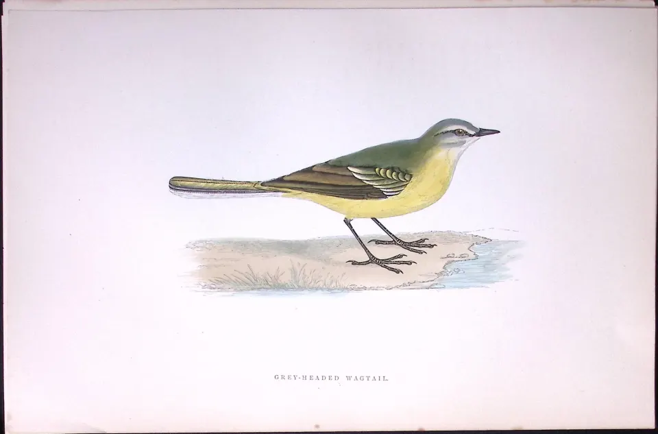 Grey Headed Wagtail Rev Morris Antique History of British Birds 130 Years-Old Engraving-167
