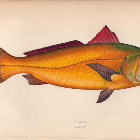 Sciaena Antique Johnathan Couch Coloured  Fish Engraving.