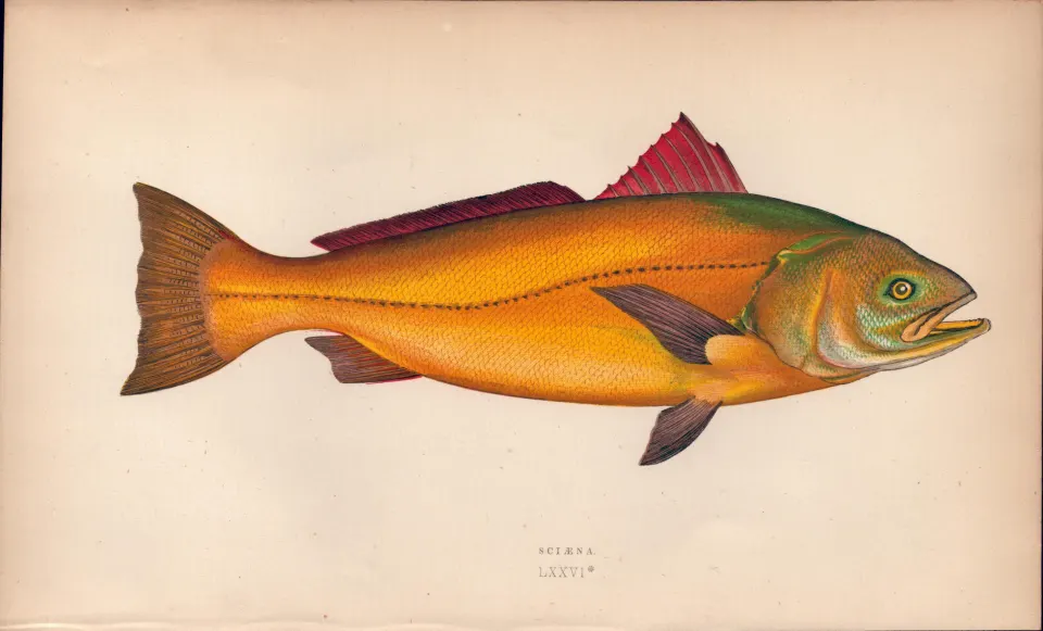 Sciaena Antique Johnathan Couch Coloured  Fish Engraving.