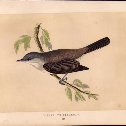 Lesser Whitethroat Rev Morris Antique History of British Birds Engraving.