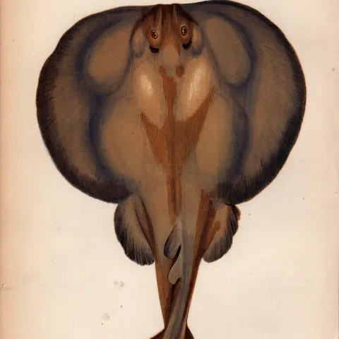 Torpedo Ray 1869 Antique Johnathan Couch Coloured Engraving.