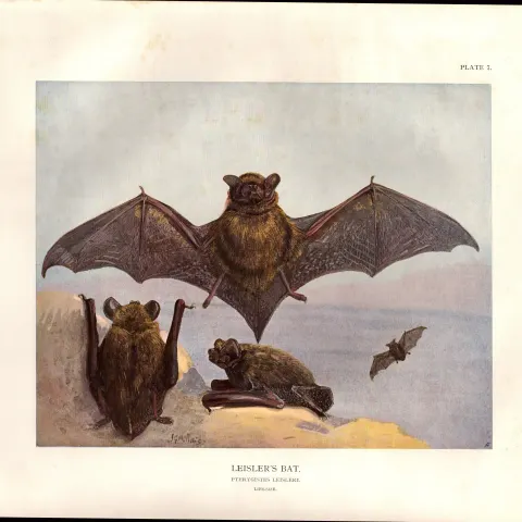 The Leisler’s Bat Rare Limited-Edition  J.G. Millais Coloured Antique Print-62.
