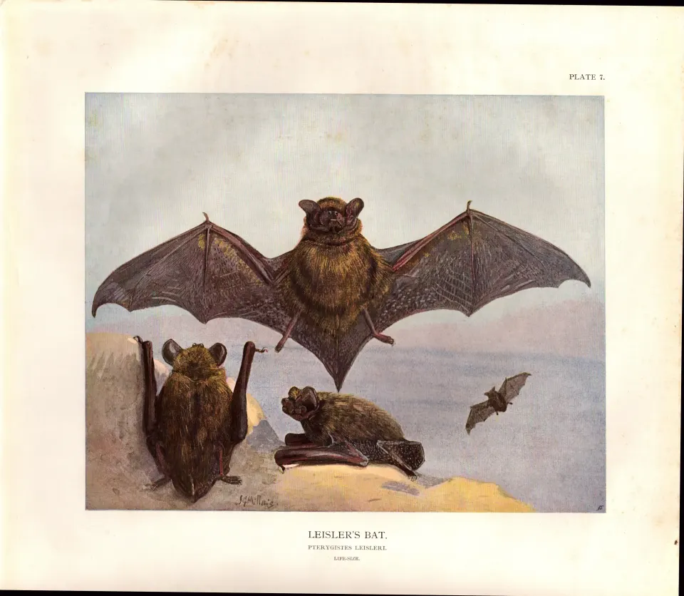 The Leisler’s Bat Rare Limited-Edition  J.G. Millais Coloured Antique Print-62.