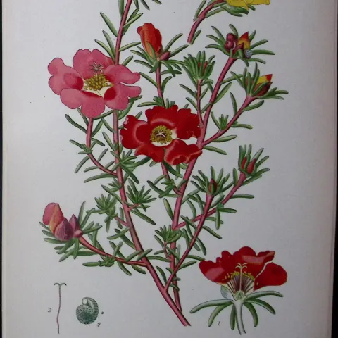 Purslane Edward Step Rare Antique Botanical Book Plate-43