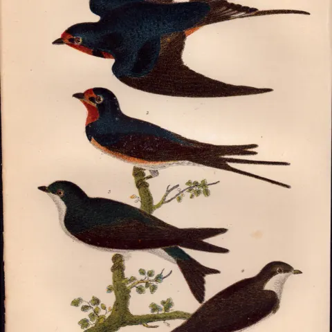 Alexander Wilson Rare American Birds Barn, Bank,  White-Bellied Swallow-38.