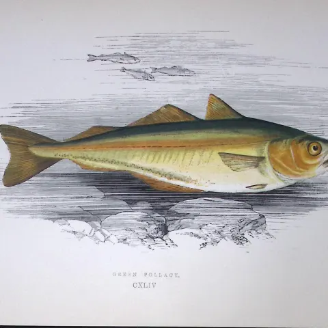 Green Pollack Fish Scarce Antique 1877 J. Couch Woodblock Engraving-82