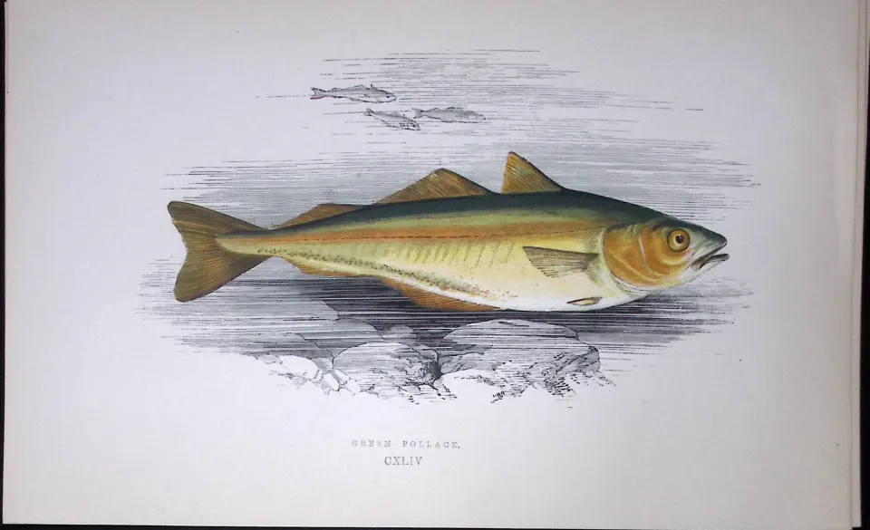 Green Pollack Fish Scarce Antique 1877 J. Couch Woodblock Engraving-82