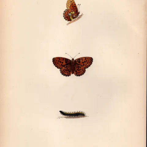 Pearl Bordered Fritillary Coloured Antique Butterfly Plate Rev Morris-123.