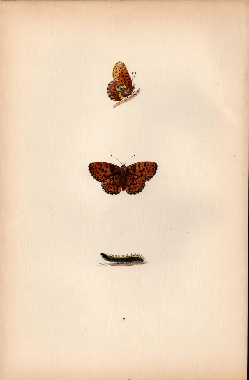 Pearl Bordered Fritillary Coloured Antique Butterfly Plate Rev Morris-123.