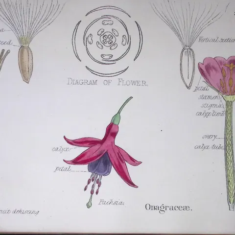 Evening Primroses Botanical Flower Diagram Rare Antique First Edition Illustration-36