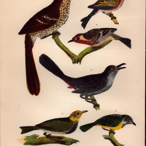 Alexander Wilson Rare American Birds- Brown Thrush, Cat Bird, Warbler-14