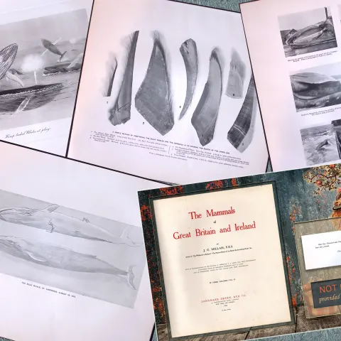 Job-Lot J.G. Millais Rare Limited-Edition Whales Family Species Antique Prints-9